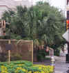 sabalDallasHardRock.jpg (72122 bytes)