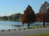 Bald cypress at White Rock lake in Dallas2000