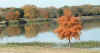 Bald cypress at White Rock Lake in Dallas12-2000