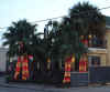 DallasPalmsnXmas.jpg (26541 bytes)