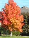 Sweet gum in Dallas Dec. 2000