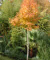 Washingtonia filifera and Sweet gum in Dallas12-2000