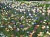 1DallasSpringflowers2003 025.jpg (52266 bytes)