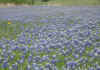 April 4 2005 bluebonnets.jpg (135849 bytes)