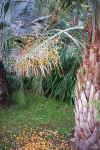 Butia capitata with fruit in  Oakland 98