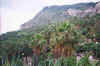 Botgarden_Barcelona.jpg (23321 bytes)