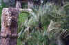 Butia capitata, New Orleans Zoo