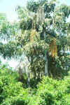 Caryota urens, Quail Gardens, CA 1998