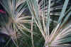 Variegated Sabal minor in Cocoa, Florida