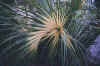 Variegated Sabal minor from Bernie Peterson's Florida garden