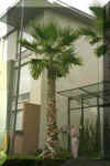 Washingtonia filibustata, Dallas